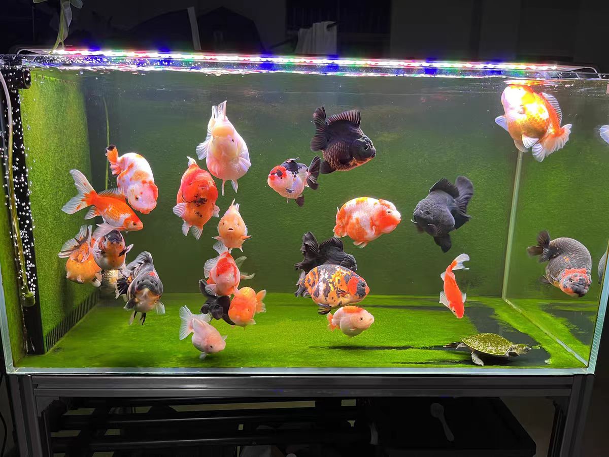 광학 렌즈가 있는 수족관 조명 LED 어항 수족관 밝기 - Aquarium Marine Clearwater 리뷰 및 가격